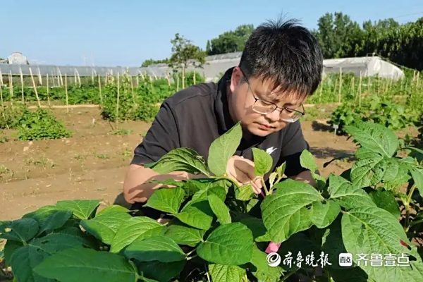 海归农学家打响盐碱地“大豆突围战”