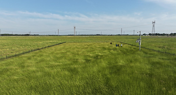  为北方盐碱地生态治理提供“样板田”