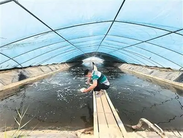 新疆盐碱地变成致富田