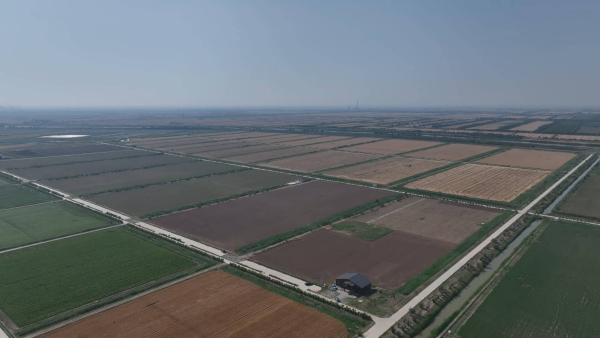 东营：聚焦“育种”和“改地”关键环节 在滨海盐碱地上建起“新粮仓”