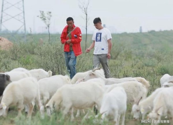 盐碱地变“聚宝盆”：九福伟业用滩羊养殖“养”出绿水青山
