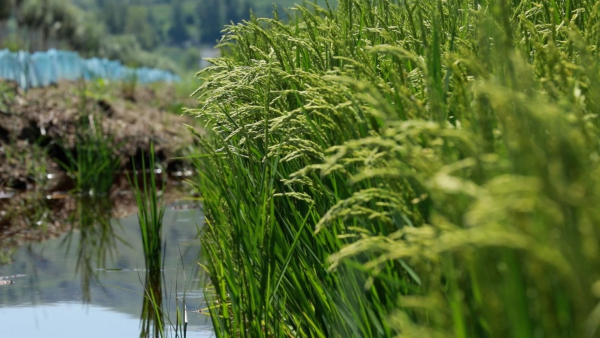 陕西榆林：盐碱地上稻浪滚 荒滩变成“聚宝盆”