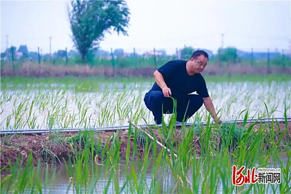 记者走基层｜南菜北种，茭白扎根盐碱地
