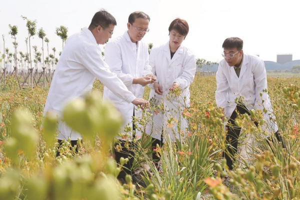 盐碱地变成“百草苑”