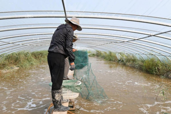 宁夏贺兰：盐碱地里南美白对虾新鲜上市