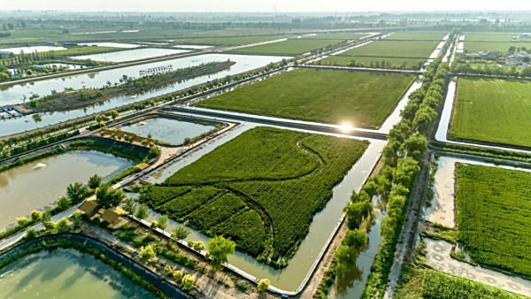 宁夏盐碱地“长”出技术样板