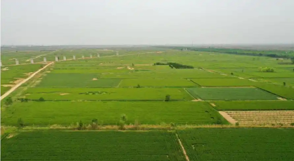 我市全面推进盐碱地综合利用试点项目建设