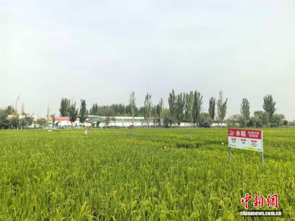 （走进中国乡村）盐碱地中荡稻浪 新疆南部乡村成“水乡”
