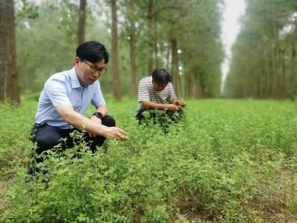 盐碱地育出“牛奶芯片” 江苏大丰走出生态改良与产业兴农协同发展新路径