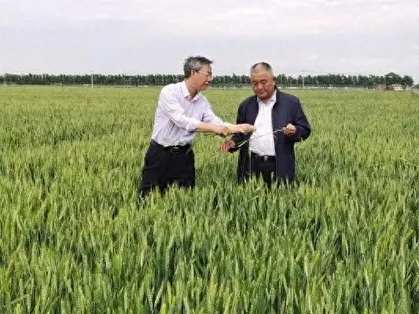 强农先锋丨孙德东：盐碱地里的拓荒者