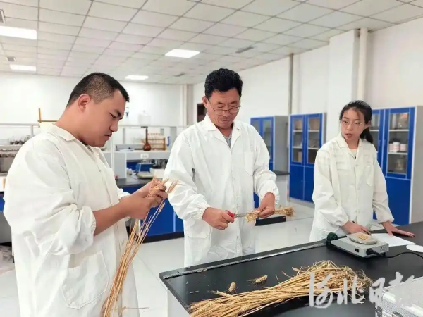 为盐碱地小麦装上“耐盐芯”