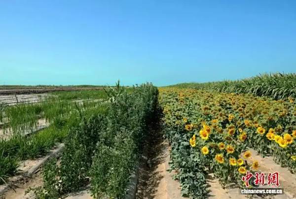 新疆兵团：生态治理让盐碱滩变“希望田”