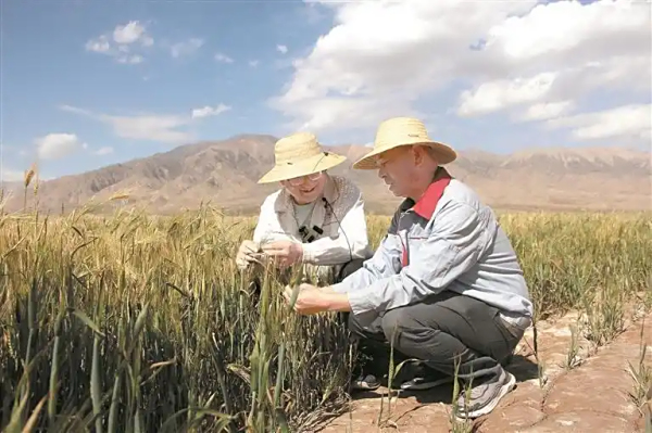 「庆农业丰收 享美好生活」戈壁盐碱滩 青稞迎丰收