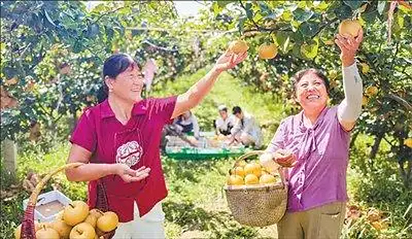 辽宁盘锦探索“盐改水”种出的大米高产还好吃