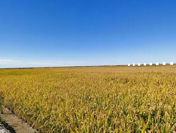 从“白色沙漠”到“新粮仓”：大安盐碱地治理的“金色洪流”