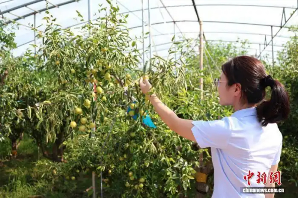 山东沾化：盐碱地里产出60亿“富民产业”