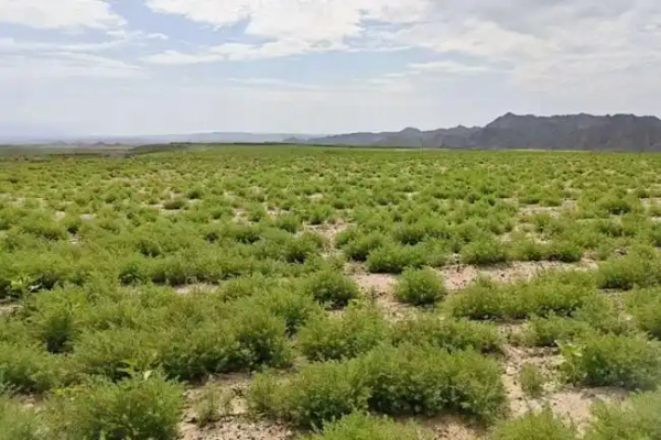 盐生草让西北盐碱地蜕变为“希望田”——记甘肃农业大学盐碱地改良技术服务团队
