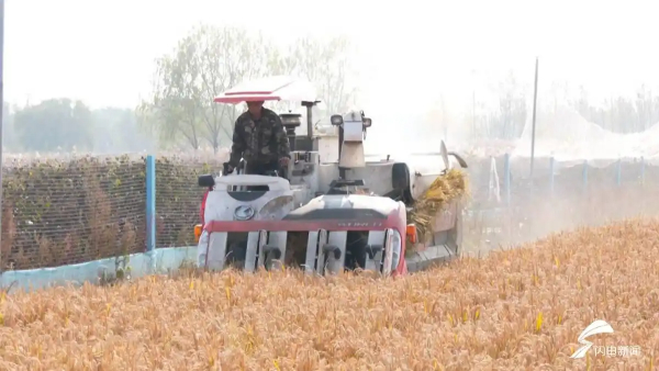 盐碱地里蹚出“金”路子！滨州里则“稻蟹共养”实现一田双收