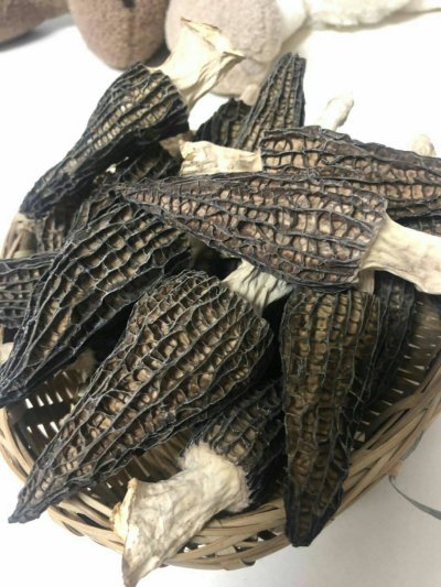 骐成热泵烘干机在羊肚菌烘干上的应用