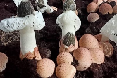 竹荪栽培用智能化控温控湿控CO2的制冷恒温设备