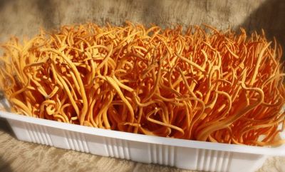 虫草花菇房环境调控设备的应用