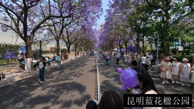 昆明蓝花楹公园