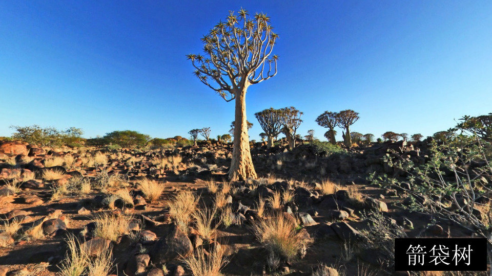 箭袋树