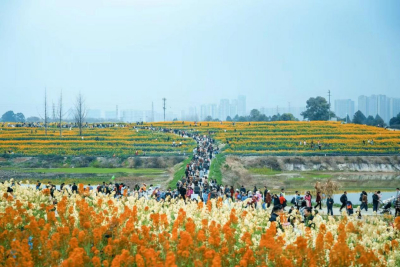 四川盛音乐器|放肆去野，春光短暂