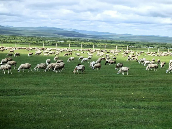 呼和浩特蒙旅旅行社推荐：欣赏草原美景感受草原文化