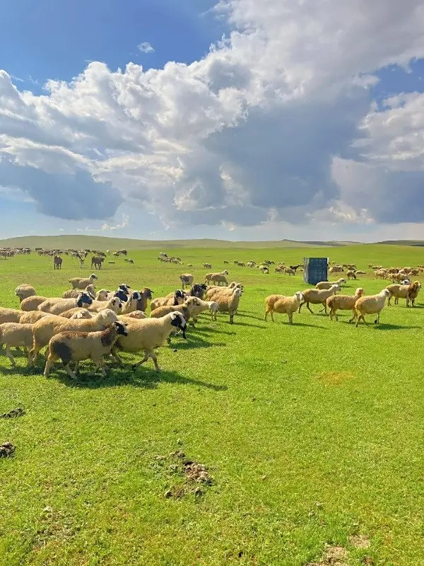 五一节来草原撒欢