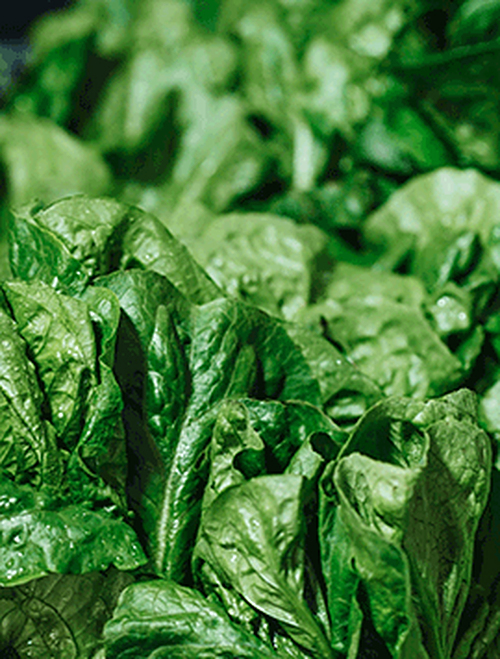 食品、保鲜行业