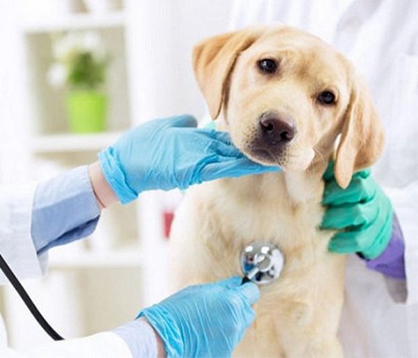 动物医疗器械FDA注册如何办理？