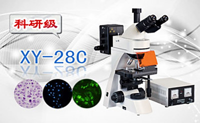 PUZHE      蒲柘     XS-28C    三目荧光显微镜