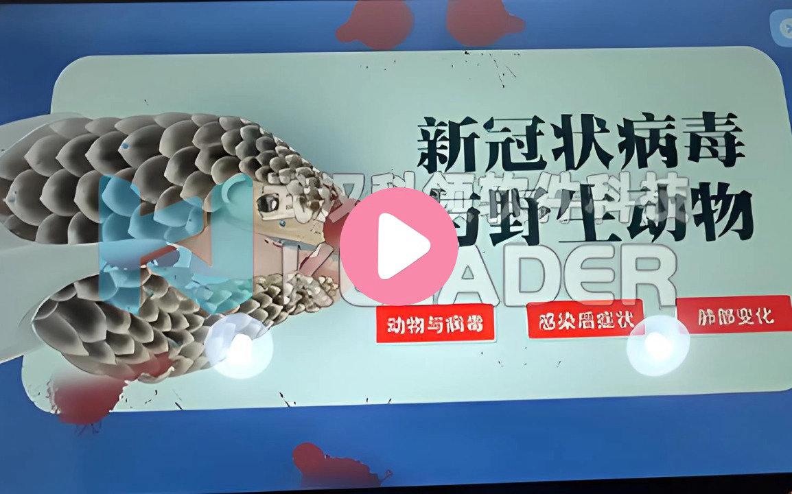 新型冠状病毒与野外动物知识学习系统