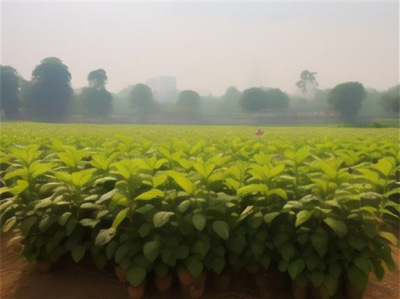 南宁市个体户种子营业执照一站式代办服务